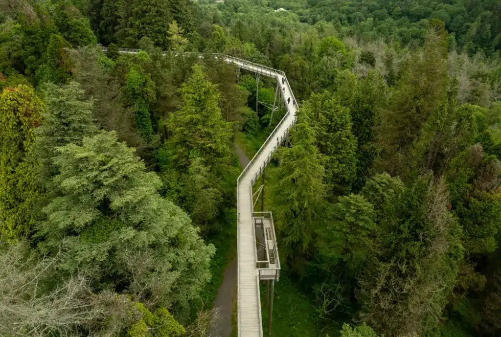 avondale - drone photos -15 1_2x A long, elevated walkway winds through a dense green forest, with people walking along it. The trees are lush and tall, creating a canopy beneath the structure.