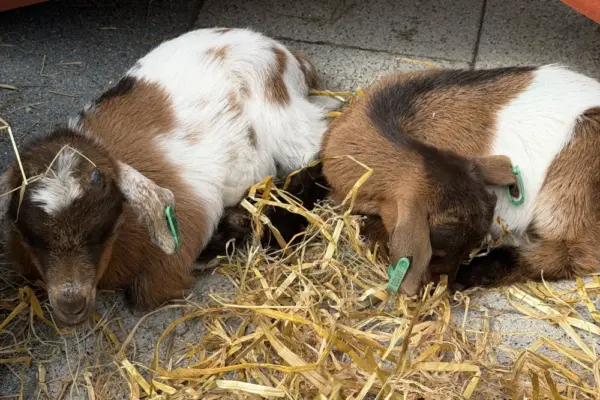 Petting Zoo_3039_export 1_1x Two baby goats with ear tags are lying on straw beneath a red wooden structure. One is mostly brown, the other brown and white. Both are resting on a tiled floor.