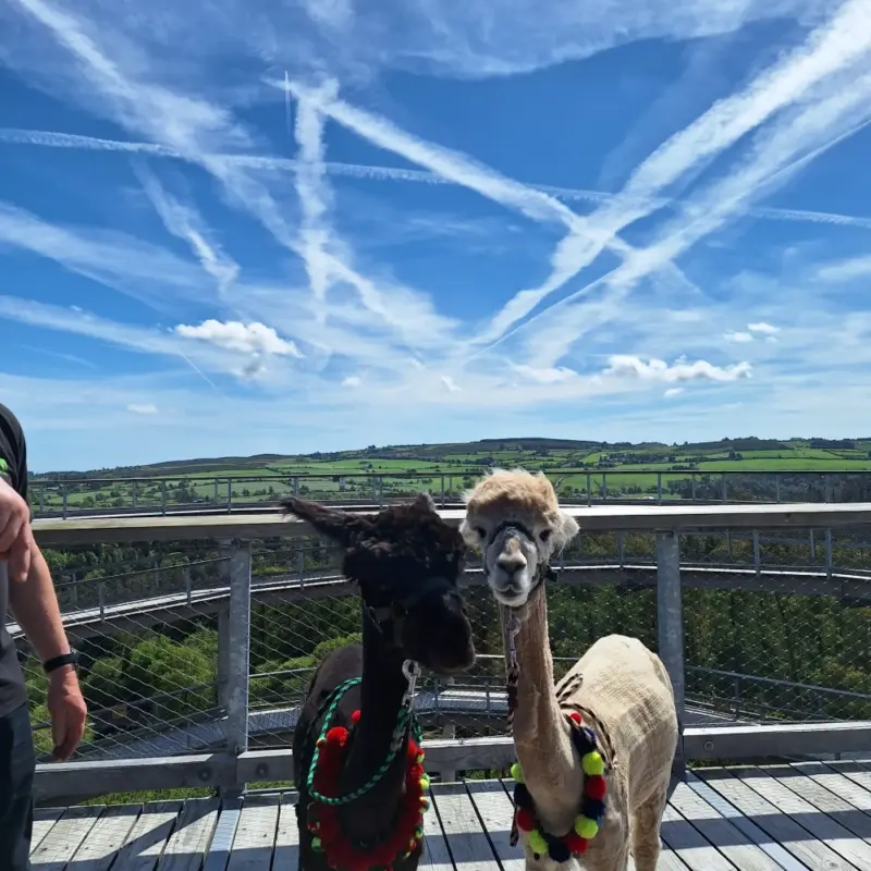 Two alpacas wearing colourful harnesses stand on a wooden platform overlooking green fields, under a bright blue sky with white cloud streaks. Part of a person’s arm is visible on the left.