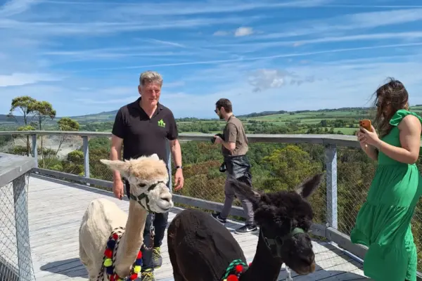 alpacas-1000005534_export 1_1x A man walks two alpacas on a wooden walkway, while a woman in a green dress takes a photo. Another person stands nearby, with green hills and a blue sky in the background.