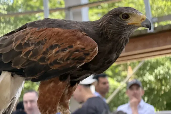 birds of prey_2040_export 1_1x A Harris’s hawk with brown and chestnut feathers perches on a gloved hand, with people and greenery blurred in the background.