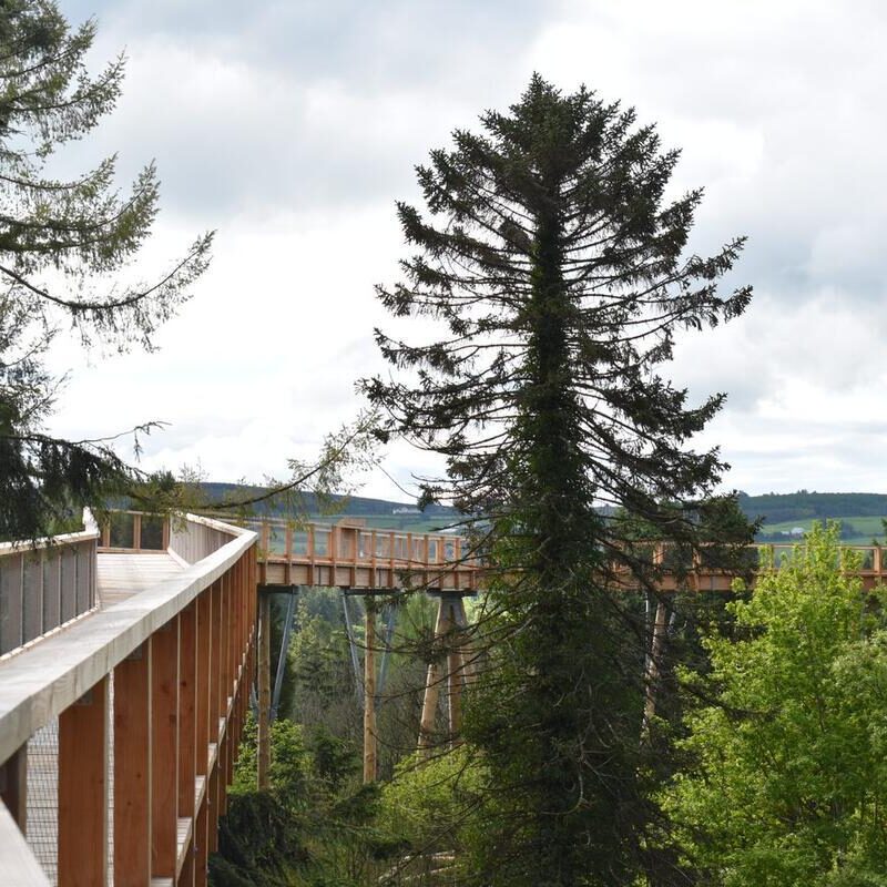 A wooden walkway elevated among tall evergreen trees winds through a lush, green forest under a cloudy sky.