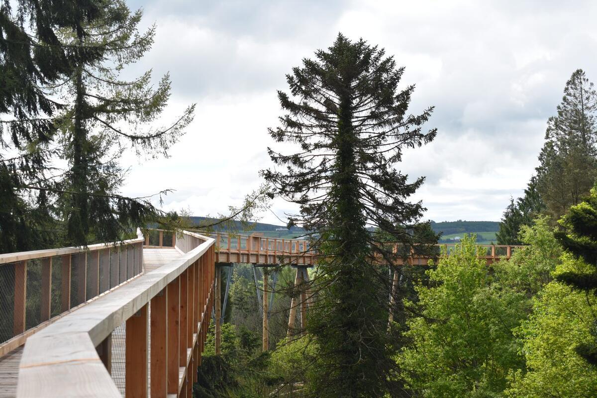 A wooden walkway elevated among tall evergreen trees winds through a lush, green forest under a cloudy sky.